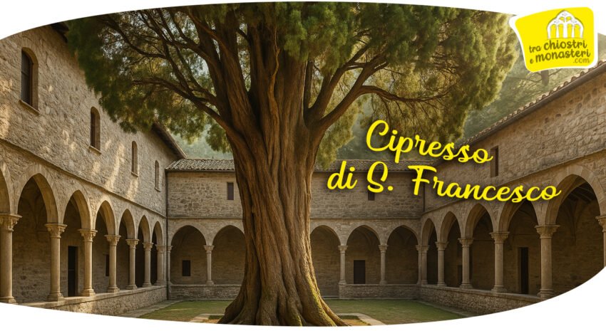 Cipresso di San Francesco nel chiostro di Villa Verucchio